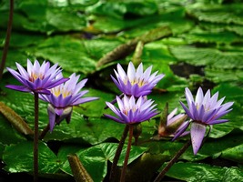 water-lily-374759_960_720-267