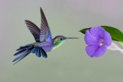 Yogananda – Il colibrì alla ricerca di Dio