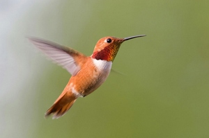 colibrì