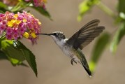 Un anno con Magicamente Colibrì. Buon compleanno!