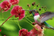 Il Colibrì: caratteristiche e simbolismo