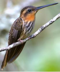 colibrì