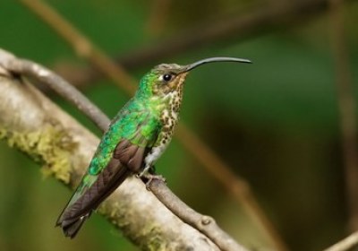 colibri-lafresnayi-348