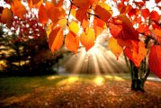 L’autunno in poesia di Rainer Maria Rilke, John Keats, Vincenzo Cardarelli